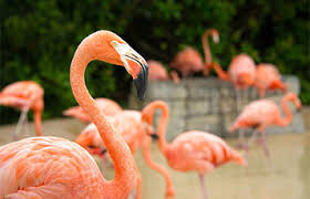 @flamengo • español an animal in the water. All About Flamingos Seaworld Parks Entertainment