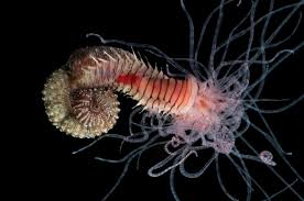 Image result for Polychaeta spp.