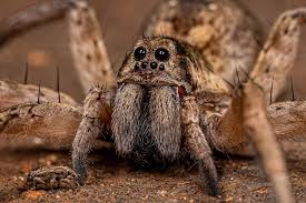 Image result for wolf spider bite skin