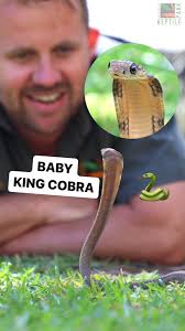 Baby King Cobra 🐍 This little guy may be small but he’s got a big  attitude! #snake #reptiles #kingcobra #australia #australianreptilepark