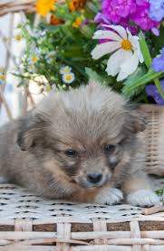 Find purebred akc puppies for sale and cute dogs for sale from local dog breeders near you. Potential Causes Of Problems In Pet Store Puppies