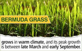 Much like overfertilizing, this high nitrogen content burns the grass. Tell Tale Signs On How To Identify And Get Rid Of Bermuda Grass Gardenerdy