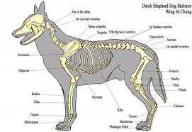 Pictured above shows the dog muscle anatomy of the canine. Pelvis Anatomy The Institute Of Canine Biology