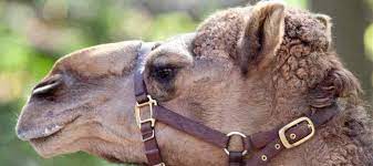 This is a fascinating read for anyone who is the least it's everything you ever wanted to know about camels but were afraid to ask, written in an engaging and often humorous style that's fun to read. 20 Most Interesting Camel Facts With Photos Answers Africa