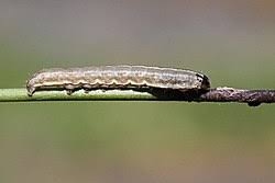 Image result for Hadena perplexa