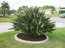 Bird Of Paradise Flower Meaning In Hindi Bird Of Paradise Orange Millenniumnusrery Landscaping Ideas And Products Front Yard Plants Plants Landscape