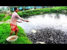 hybrid magur fish eating food in village pond catfish fish farming business in india youtube fish farming catfish fishing farming business