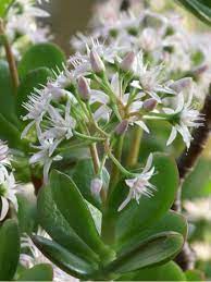 In chinese culture, jade plant is widely know to attract wealth luck and good fortune with their emerald shaped green leaves. Crassula Ovata Jade Plant World Of Succulents Jade Plants Plants Lucky Plant