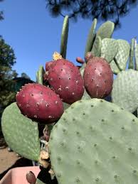Image result for Opuntia