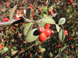 Image result for Cotoneaster pannosus