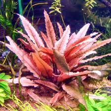 'flamingo' is an extraordinary cryptocoryne cultivar with light to dark pink leaves. Cryptocoryne Flamingo Dennerle Line