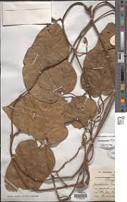 Image result for Aristolochia promissa