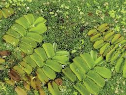 Image result for Wolffia arrhiza