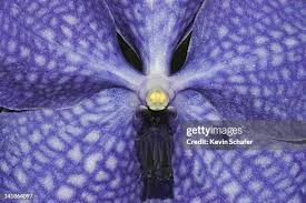 Image result for Vanda coerulea