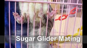 Sugar glider academy rat hamster bonding travel pouch pokemon sword shield bag pokeball (+ many. Sugar Glider Mating Malaysia Hd Youtube
