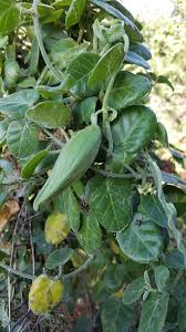 Image result for Cynanchum obtusifolium