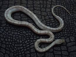 Black And White Corn Snake Pewter Het Amel Motley Corn Snake Corn Snake Snake Corn
