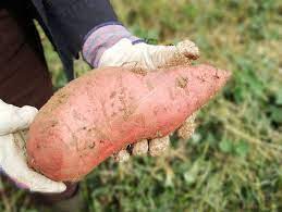 The indigestible portions of the potato's skin are made up of various types of cellulose, better known as insoluble dietary fiber. 8 Things You Are Doing Wrong With Sweet Potatoes The Times Of India