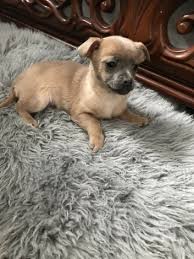 Jackawawa puppies, chihuahua x minature jack russell. Jack Russell Chihuahua Puppies Dogs Puppies For Rehoming Prince George Ohmy