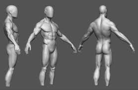 Choose from 500 different sets of flashcards about male anatomy on quizlet. Male Anatomy Study Wip Polycount