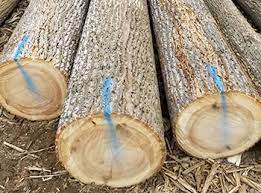 , i have tried many ways for getting the most good lumber out of logs, and find. Walnut Logs Veneer Saw Grades Porter Lumber