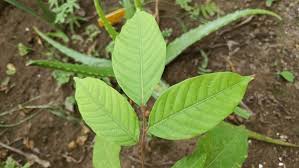 Image result for Dipterocarpaceae