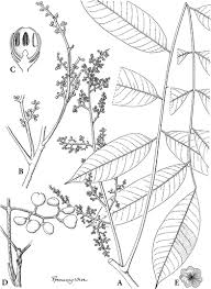 Image result for Pseudobersama mossambicensis