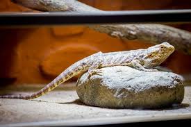 Bearded Dragon Care Sheet A Complete Guide For Beginners