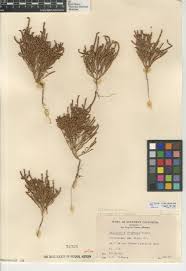 Image result for Sarcocornia decumbens