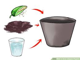 Sprinkle two or three chili seeds onto the soil in the seed starter cell. Growing Jalapenos From Seed