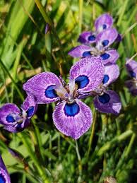 Image result for Moraea natalensis