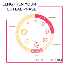 Lengthen Your Luteal Phase Nicole Jardim
