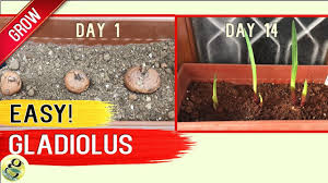 A long time ago, around the year 300 bc, it used to grow as weed in the. Growing Gladiolus From Bulbs Or Corms This Winter 100 Success Results Timelapse Youtube