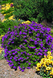 Hedging plants privacy plants fast growing plants growing tree trimming hedges easy care indoor plants how to make terrariums freckle face find whites outdoor 400mm black heritage wall bracket at bunnings warehouse. Plant Paintbox Range 140mm Polygala Little Myrtle Bunnings Warehouse Garden Hardware Plants Garden