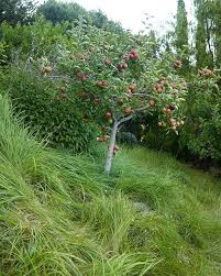 ✓ free for commercial use ✓ high quality images. Grasses Under Dwarf Fruit Trees Denlerhobartgardens Marionbrennerphotography Dwarf Fruit Trees Nelson Garden Fruit Trees