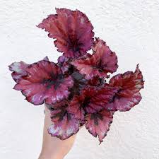 The flowers are insignificant, but with leaves like these, who cares? Begonia Rex Red Door2door Plants