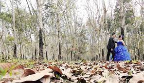 Check spelling or type a new query. Selain Banyuasin Yang Dikunjungi Jokowi Kebun Karet Di Indonesia Ini Cocok Buat Foto Pre Wedding
