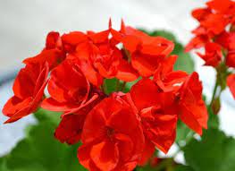 I nomi di fiori rossi. Fiori Rossi Nomi Caratteristiche Origine Immagini Dettagliate