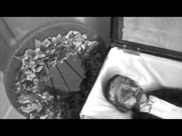 14 Year Old Black Boy Killed In 1955 Emmett Till Roscoe Jenkins Emmett Till Emmett Till Casket African American Boys