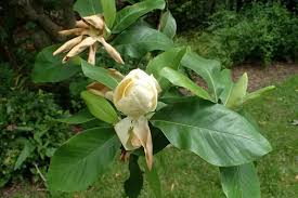 Image result for Vernonia thomsoniana