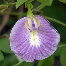 Pin On Butterfly Pea