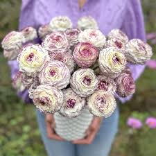 Image result for Ranunculus stagnalis