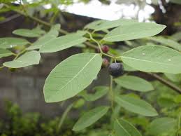 Image result for Phyllanthus reticulatus