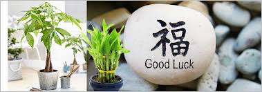 Find out about lucky bamboo, cacti, and more. 10 Best Plants To Bring Good Fortune To The Business