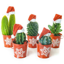 Christmas cacti sprout during the stunning season of winters (thus. Complete Collection Of Christmas Cactus Free Delivery