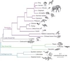 Is There A Chart Or Diagram That Details Evolution And The