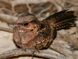 Image result for Pasaccardoa procumbens