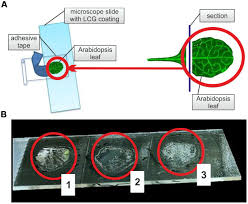 We did not find results for: Frontiers Simple Preparation Of Plant Epidermal Tissue For Laser Microdissection And Downstream Quantitative Proteome And Carbohydrate Analysis Plant Science