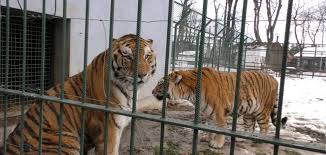 Vizitatorii vor avea acces la informatii de tipul audio, text sau imagini despre regulamentul de vizitare si animalele prezente in gradina. Gradina Zoologica Radauti Cabana Cetinita