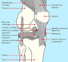 Rehabilitation of running biomechanics online course: Ruptured Anterior Cruciate Ligament Racl Mar Vista Animal Medical Center